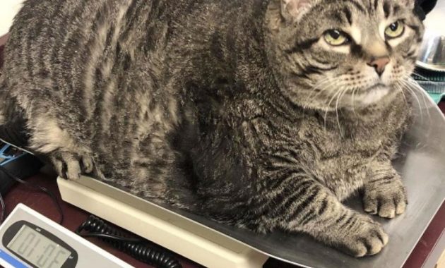 Cara membuat kucing gemuk dan sehat