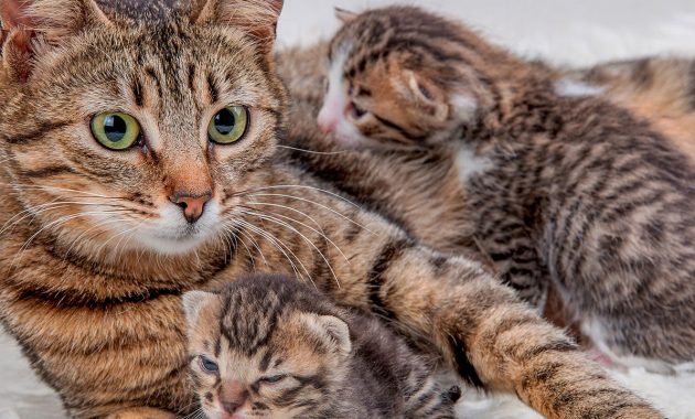 Cara mengatasi kucing stres setelah melahirkan
