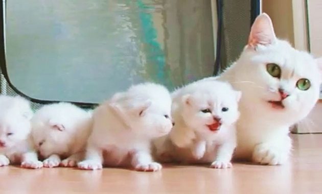 Cara merawat kucing anggora baru lahir