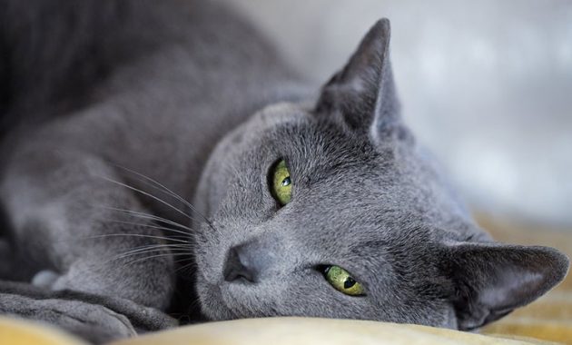 Harga kucing russian blue asli
