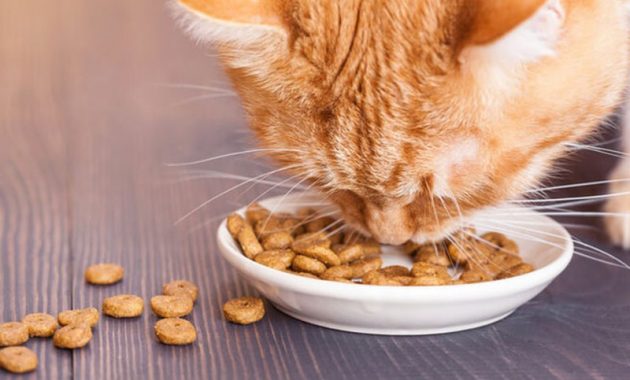 Makanan kucing siamese